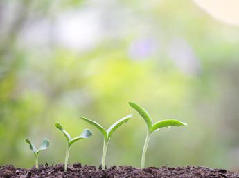 Atlante delle Foreste, oltre 2,4 mln di alberi piantati in Italia nel 2023