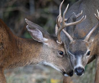 Abruzzo, caccia ai cervi sospesa fino a 7 novembre: soddisfazione animalisti